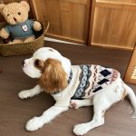 Pet Sweater Autumn and Winter Dog Cat Thickened Braided Vest with Diamond Pattern Small Dog Teddy Schnauzer Pomeranian Bichon Warm Autumn and Winter Wear XS-XL